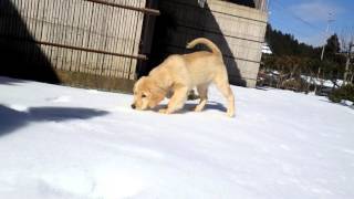 ｺﾞｰﾙﾃﾞﾝﾚﾄﾘｰﾊﾞｰすずちゃん・すうちゃん初めての雪遊び