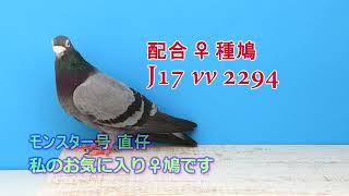 Hiroshima； 鳩 勉強会 (J-07)  ♦22年 新配合(7)♦