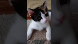 ひとり遊びが上手な三毛猫#ねこ#かわいい#しっぽ #cat #おもしろ動画 #catlover #cute #かわいすぎる#子猫#shorts