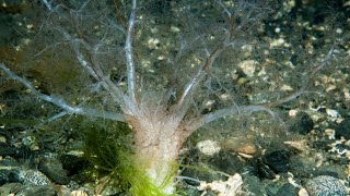 Facts: The Gravel Sea Cucumber