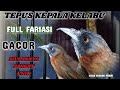 Tepus Kepala Abu Abu Gacor_Full Fariasi Mewah_Pancingan Top Cocok Buat Masteran Burung Murai