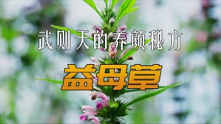 这可能是中国最早的洗面奶，武则天用了后直呼真香 #植物科普 #本草 #益母草