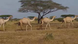 Geela  Somalia  camels