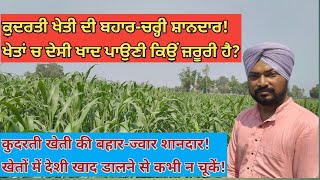 #OrganicFodder #JevikChara ਬੜੀ ਸੌਖੀ ਹੈ ਪਸ਼ੂ ਚਾਰੇ  ਦੀ ਜੈਵਿਕ ਖੇਤੀ आसान है पशु चारे की जैविक खेती