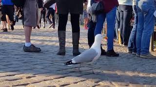 Möwen am alten Strom in Warnemünde warten dass ein Fischbrötchen herunter fällt