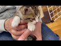 【後編】子猫を病院に連れて行ったらプルプル震えてます【kittens scared the vet】