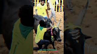 இனிய பிறந்த நாள் வாழ்த்துக்கள் அலங்கை நீதி....#madurai #jallikattu #alangai