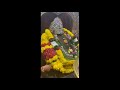 abhisekam u0026 pooja in kanipakam temple కాణిపాకం శ్రీ వరసిద్ధి వినాయక స్వామి దర్శనం ఈ నాటి విశేష పూజలు