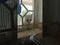 cat in the window 😺😺🐈 #reel #viral #video #catlover #animallover