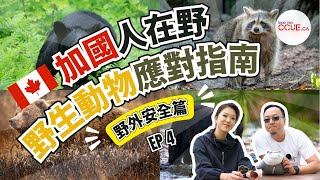 #加國人在野 EP4｜野生動物應對指南！露營遇到黑熊怎麼辦？另一種加拿大常見熊更須提防！  #camping #加拿大露營 #CCUE