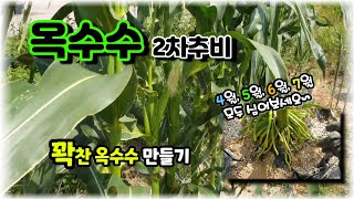 [텃밭야그21] 꽉찬 옥수수!!!  2차 추비는 필수입니다~