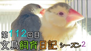 Java sparrow 文鳥飼育日記シーズン2第112回目