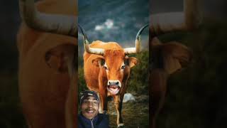 #cow #animals #funny #animalsounds #bull #bufflo #buffalos #baffalo #buffalo #comedy