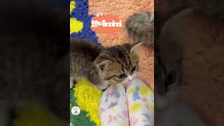 WOW Look At These Furball Kitties So Cute \u0026 Adorable 😺😘😍 -EPS1227 #cutenessoverload