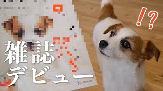 【大事件】知らない間に愛犬が雑誌の表紙モデルになっていました/ジャックラッセルテリア