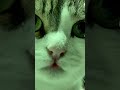 しつこい奴（猫）は嫌いにゃり🙀　 ねこ ねこ動画 shorts