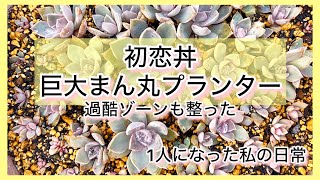 [多肉植物]巨大まん丸プランター初恋丼〜過酷ゾーンも整ってきたわ^_^1人になった私の戯言