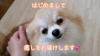 繁殖引退犬のポメラニアンのohanaと主のみっこちゃんの挨拶♡