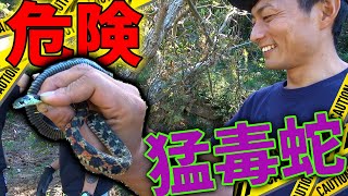 【海プロジェクト29】マムシの3倍の毒をもつ蛇を笑顔で捕まえる男