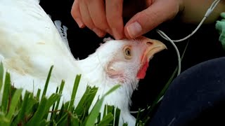 This chicken was disabled during a religious ritual. Then someone gave her another chance at life.