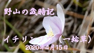 野山の歳時記　イチリンソウ（一輪草）2020年4月15日