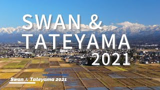 美しい富山の景色【白鳥と立山連峰2021】