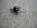 beetle walk