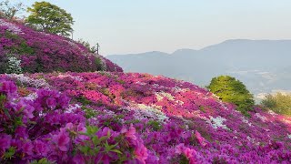 2021/04/25　躑躅満開！　冨士山公園のつつじ　その12　〜愛媛県大洲市〜