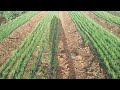 How to establish Onion Nursery