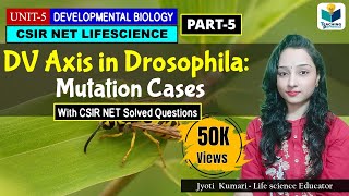 DORSAL VENTRAL AXIS FORMATION IN DROSOPHILA(PART-5) MUTATION CASES |CSIR NET |DEV  BIO