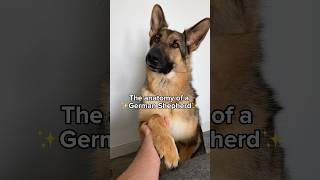 Is your dog like this too? 🐶 #dog #gsd Audio - @bearsworld_gsd