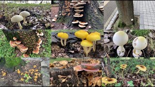 Beautiful mushrooms seen on roadsides in urban area of Japan　街中で見つかるキノコ