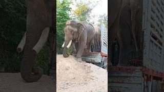 Elephant unloading ... #elephant #elephantvideo #animals #natural #shorts