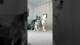 Border Collie Thriller #dogtricks