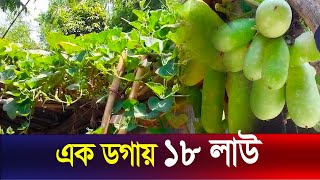 এক ডগায় ১৮ লাউ | The News | Gourd