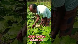 ଜୈବିକ ପଦ୍ଧତିର ବାଇଗଣ ଚାଷ #agriculture #odisha