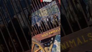 Trapping Dogs In a Cage And Dropping It Off Of a Cliff | RDR2