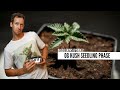 OG Kush Seedling Phase - Dassiegrows Ep 2