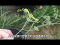 【种菜防虫】不用自制杀虫水 只要吸虫草 天然防虫 保护蔬菜🛡️🛡️growing this plant to protect your vegetables