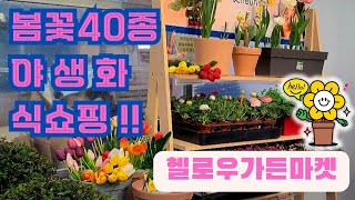 헬로우가든마켓🌳#봄꽃40종#야생화#다이시아#은방울수선화#무늬바늘꽃#베들레헴의별#리나리아#페라고늄프랭크헤들리#캔디플라워#천황매#보라프리지아#빨강카라#싱고난투스 미카도#라임오렌지나무🌳