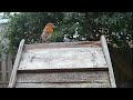 A robin redbreast bird on the garden bird table #bird #birdvideo