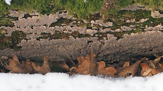 Poznajemy grzyby nadrzewne - Drewnowiec popękany - Xylobolus frustulatus