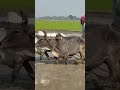 গরু দিয়ে মই দেয়া হচ্ছে ধানের জমিতে। paddy cultivation in bangladesh