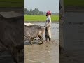 গরু দিয়ে মই দেয়া হচ্ছে ধানের জমিতে। paddy cultivation in bangladesh