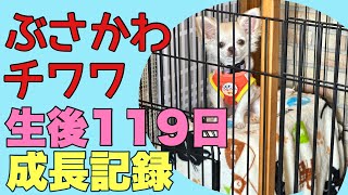 ぶさかわチワワりん。生後119日成長記録【vlog】