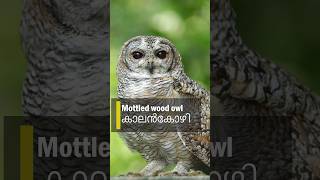 കാലൻ‍കോഴി | Mottled wood owl