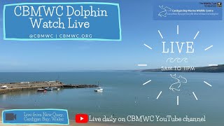 CBMWC Dolphin Watch Live: 2023-09-01