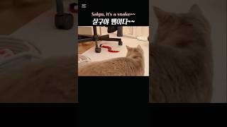 냥생 처음본 뱀 아기냥 반응~?! #냥춘기 #고양이 #아기고양이 #cat