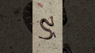 Rattlesnake bites it’s headless body.