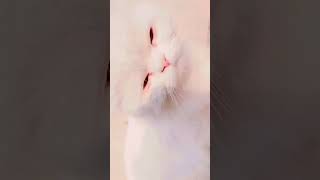 Mera muola haida haida | beautiful cats#viral#tarindeg#youtubshortsvideo#shorts#cats#fannecatsvideos
